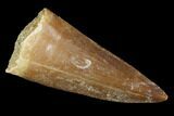 Mosasaur (Prognathodon) Tooth - Morocco #101076-1